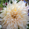 " Cafe au Lait"     Dinnerplate-dahlia. Exklusiv !!