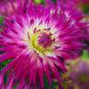 Veritable"  Unik Cactusdahlia. - Bild 2