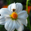 Dahlia Mignon   "Sneezy"    50cm!! - Bild 2