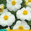 Dahlia Mignon   "Sneezy"    50cm!!