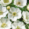 Bukett-anemone  "The bride"  (20 lökar)