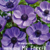 Bukett-anemone  " Mr Fokker"  (20 lökar)