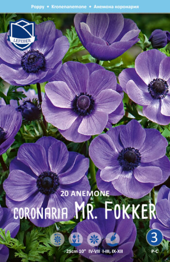 Bukett-anemone  " Mr Fokker"  (20 lökar)