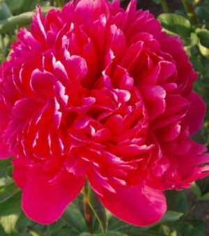 Lactiflora "Command Performance"