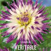 Veritable"  Unik Cactusdahlia.