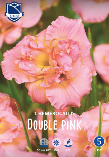 "Double Pink "  Hemerocallis (Daglilja)