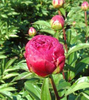 Lactiflorta Karl Rosenfield