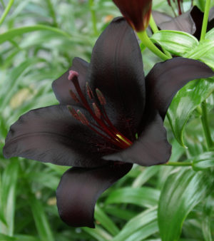 Lilium Night Rider