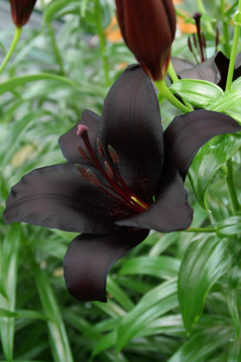 Lilium Night Rider