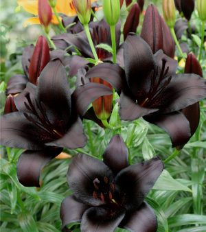 Lilium Night Rider