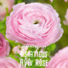 Ranunculus Asiaticus "Aviv" "Rosa"     (15 torkade lökar)