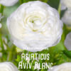 Ranunculus Asiaticus "Aviv" "Vit"  (15 torkade lökar)