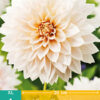 " Cafe au Lait"     Dinnerplate-dahlia. Exklusiv !! - Bild 2