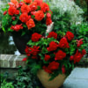 Begonia Dubbel " Mörk Röd"   (3 lökar 7/+) - Bild 2