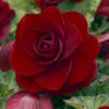 Begonia Dubbel Mörk Röd
