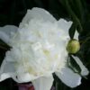Doftpion Duchesse de Nemours