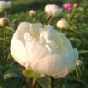 Doftpion Duchesse de Nemours