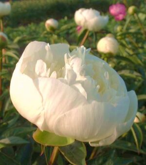 Doftpion Duchesse de Nemours