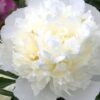 Doftpion Duchesse de Nemours
