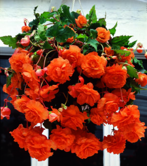 Begonia Cascade Dubbel Apricot