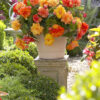 Begonia Odorata Golden Balcony
