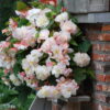Begonia Odorata Angelique