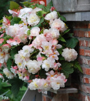 Begonia Odorata Angelique