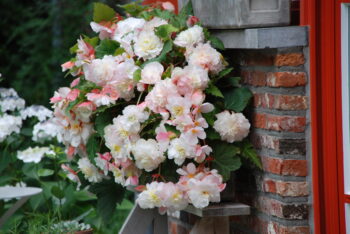 Begonia Odorata Angelique