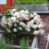 Begonia Odorata "Angelique "    Exklusiv !!!!  ( 5 stora lökar 7/+!!) - Bild 2