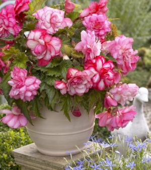 Begonia Odorata Pink Balcony