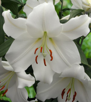 Lilium Casa Blanca