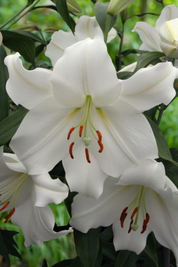 Lilium Casa Blanca