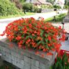 Begonia Bertini Herrestad