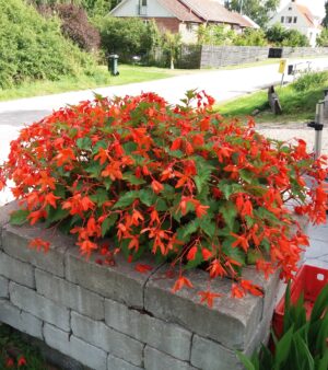 Begonia Bertini Herrestad