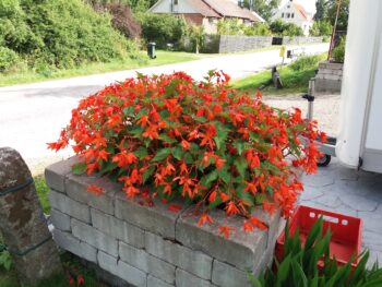 Begonia Bertini Herrestad