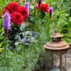 Liatris Spicata   "Rosenstav"  ( 5 lökar) - Bild 2