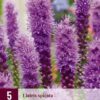 Liatris Spicata   "Rosenstav"  ( 5 lökar)
