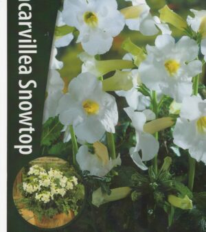 Rosenincarvilea Snowtop