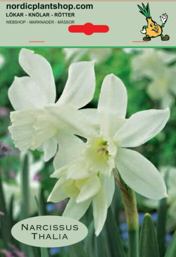 Orkide-narcis Thalia