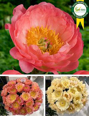 "Coral Sunset" Hybrid  ( Gigantiska Blommor)  (3-5 skott) - Bild 3