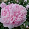 "Sarah Bernardt"  Lactiflora-doftpion!