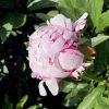 "Sarah Bernardt"  Lactiflora-doftpion! - Bild 3