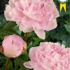 "Sarah Bernardt"  Lactiflora-doftpion! - Bild 2