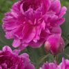 "Bunker Hill"  Rosa-Röd (Doftfabrik)