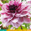 "Creme de cassis "   Dekorativ Dahlia.