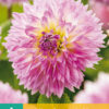 dahlia Sakura Fubuki