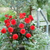 " Ellen Houston"  Border-Dahlia. (55 cm) - Bild 3
