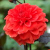 " Ellen Houston"  Border-Dahlia. (55 cm) - Bild 2