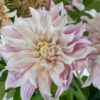 "Labyrinth Twotone "  Exklusiv  Dahlia. - Bild 2