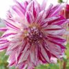 "Bristol Stripe "  Exklusiv XXL- Dahlia. - Bild 2